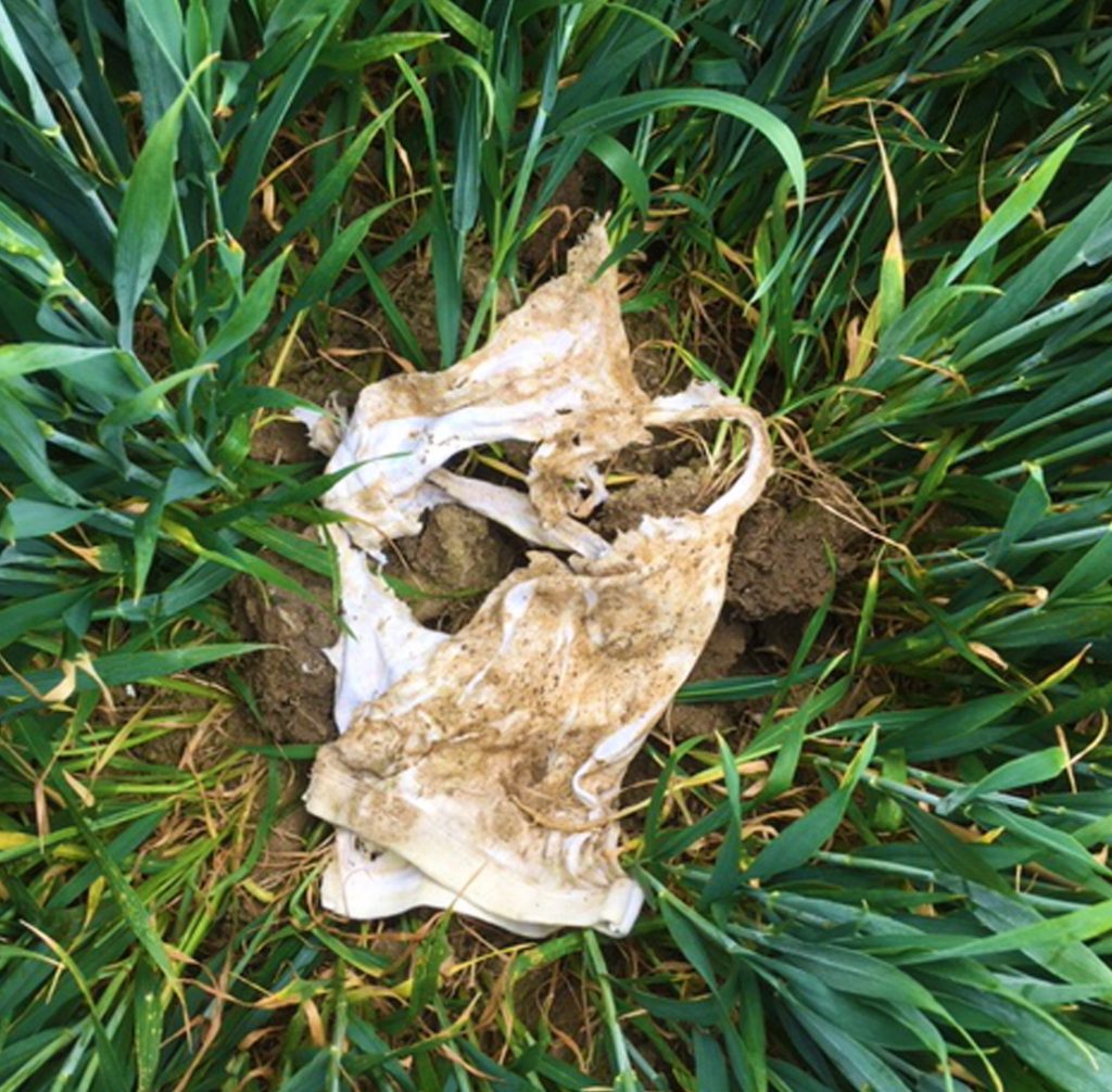 Image of underpants in arable crops, showing the results of soil health testing in Kent farms