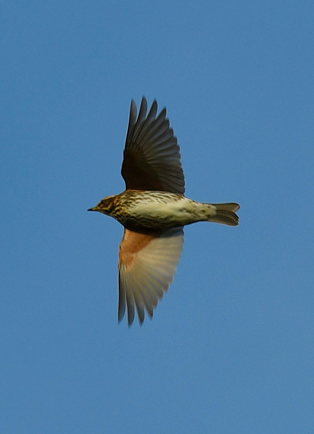 A bird in flight, as part of the farmland wildlife survey