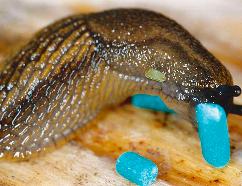 A slug next to blue metaldehyde slug pellets