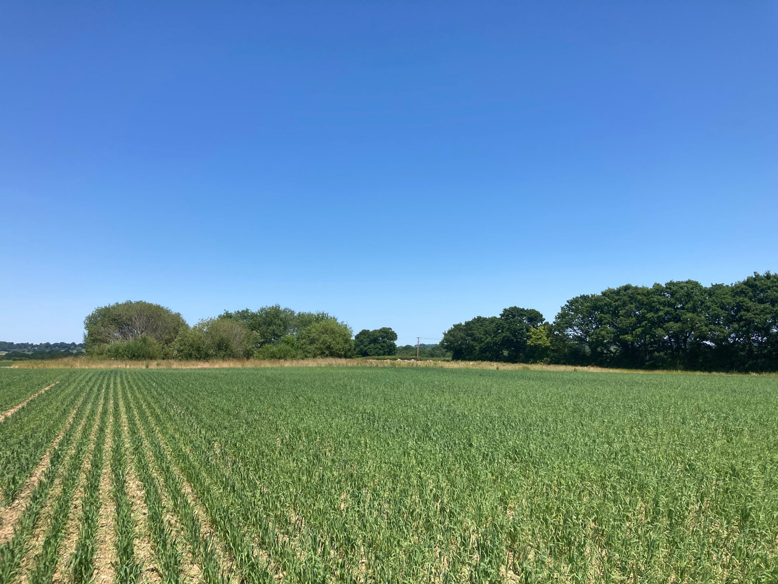 A wheat field under a blue sky in Kent.