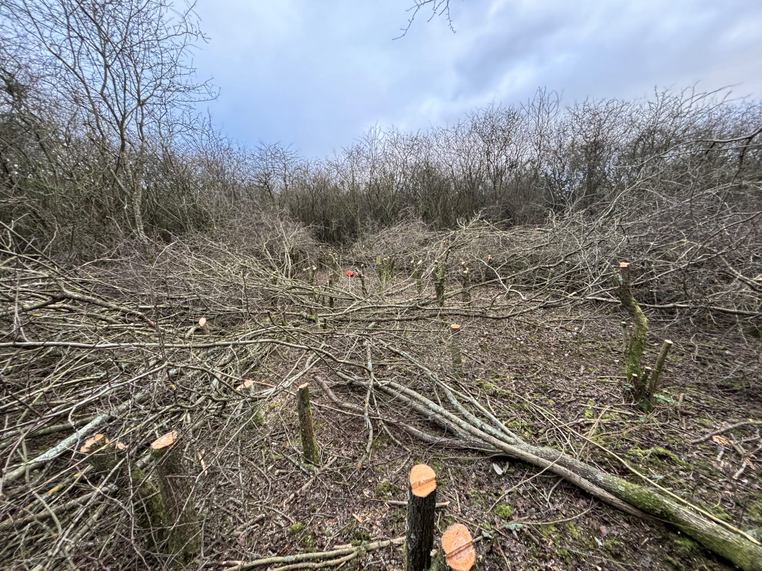 Coppiced wood at Holborough Marshes