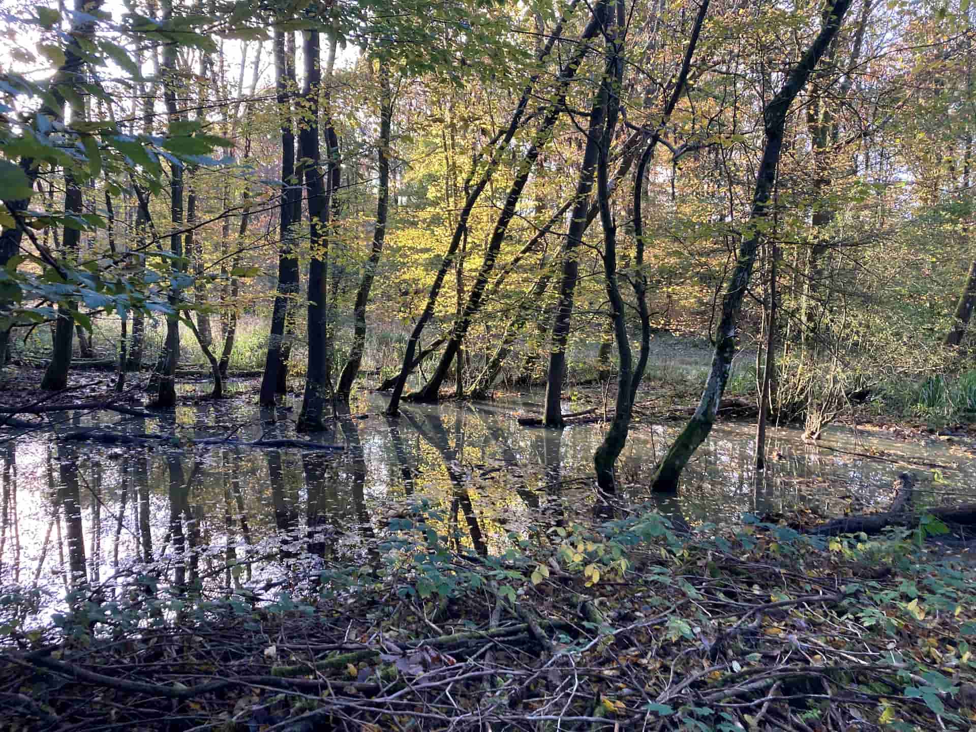 A wet woodland with trees reflecting in the water.