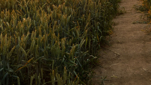 arable